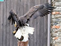 Weisskopfseeadler 128